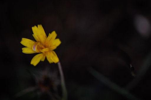 Free Flower Single photo and picture