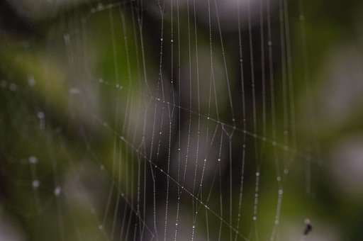Free Spiderweb Cobweb photo and picture