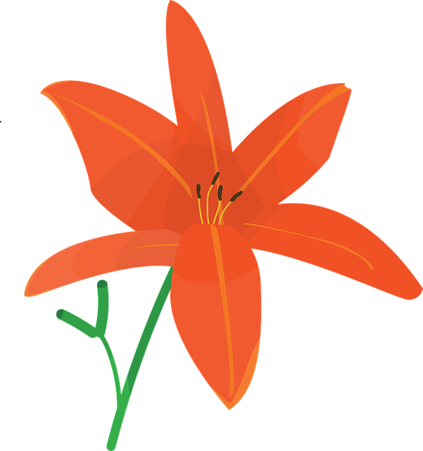 Flor, Vermelho, Flores Bonitas, Plantar