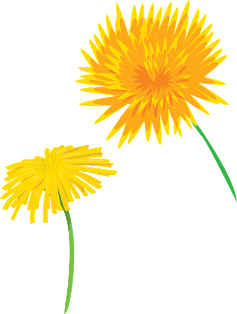 Flor, Dente-De-Leão, Plantar, Natureza