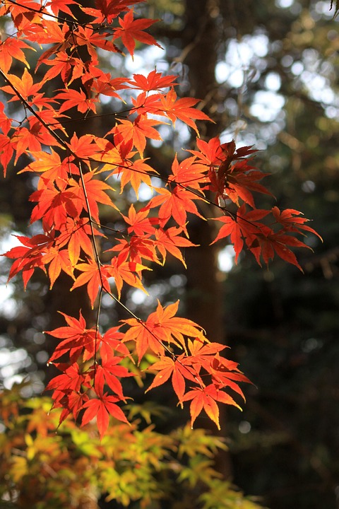 Autumn Leaves Maple Tree - Free photo on Pixabay - Pixabay