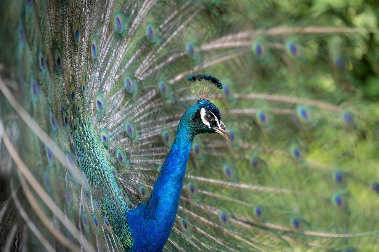 Peacock - free online jigsaw puzzle photo