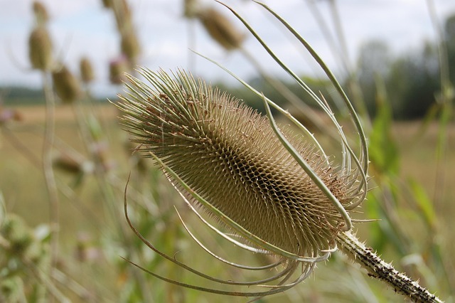 Free Field Insect photo and picture