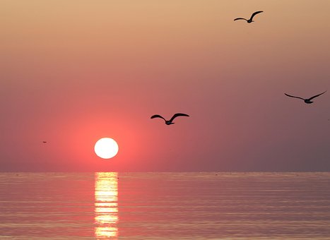 Solopgang, Vand, Ocean, Stor, Måger, Sol