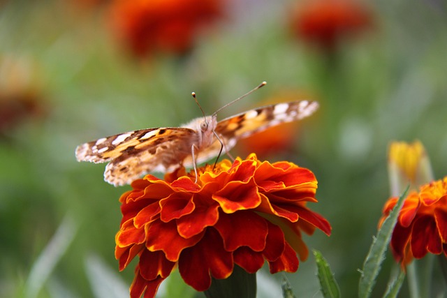 Studentenblume, Blumentapete, Natur