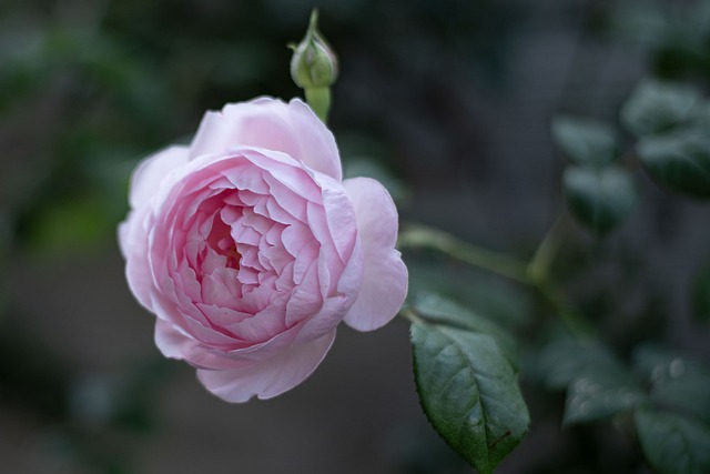 Hd English Roses 70,000+ Free English Rose & English Rose Images - Pixabay