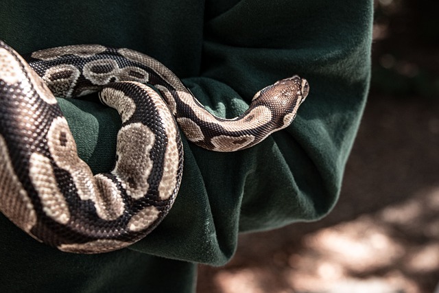Free Snake Zoo photo and picture