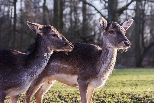 Free Deer Deers photo and picture