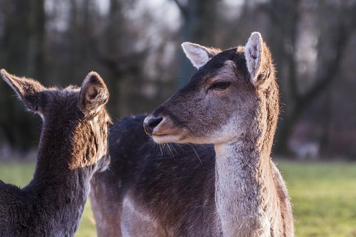 Free Deer Deers photo and picture