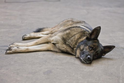 Free Dog Pet photo and picture