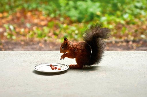 Free Squirrel Animal photo and picture