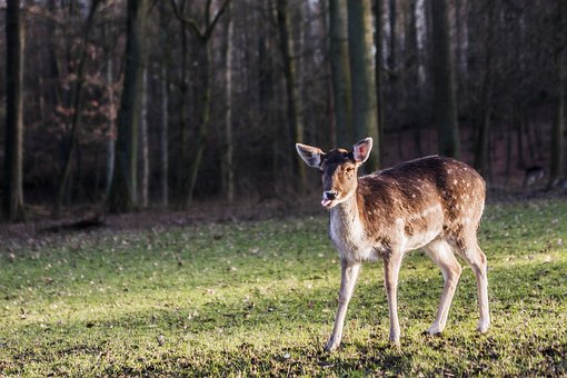 Free Deer Düsseldorf photo and picture