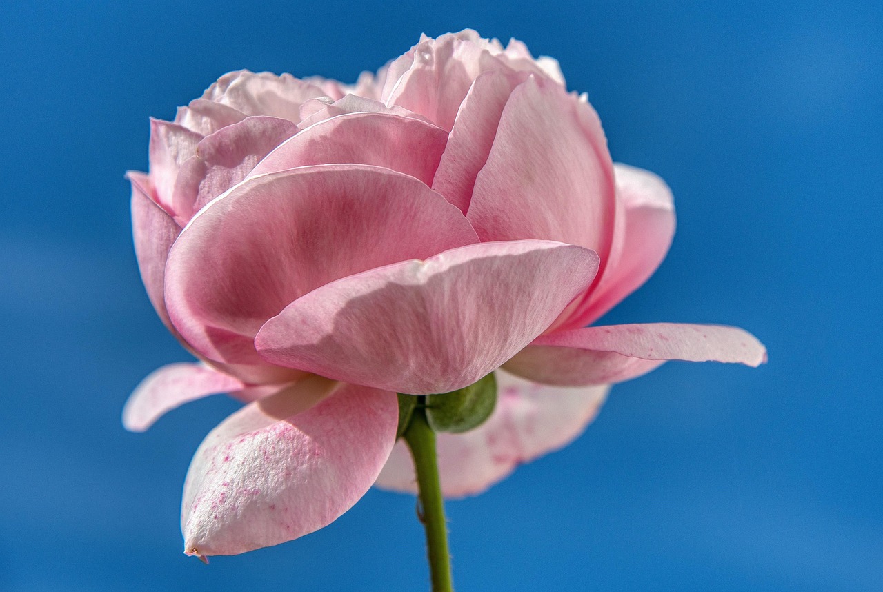 Rose - free online jigsaw puzzle photo
