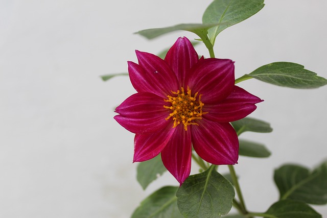 Free Dhalia Spp Dalia Dahlia Striped photo and picture