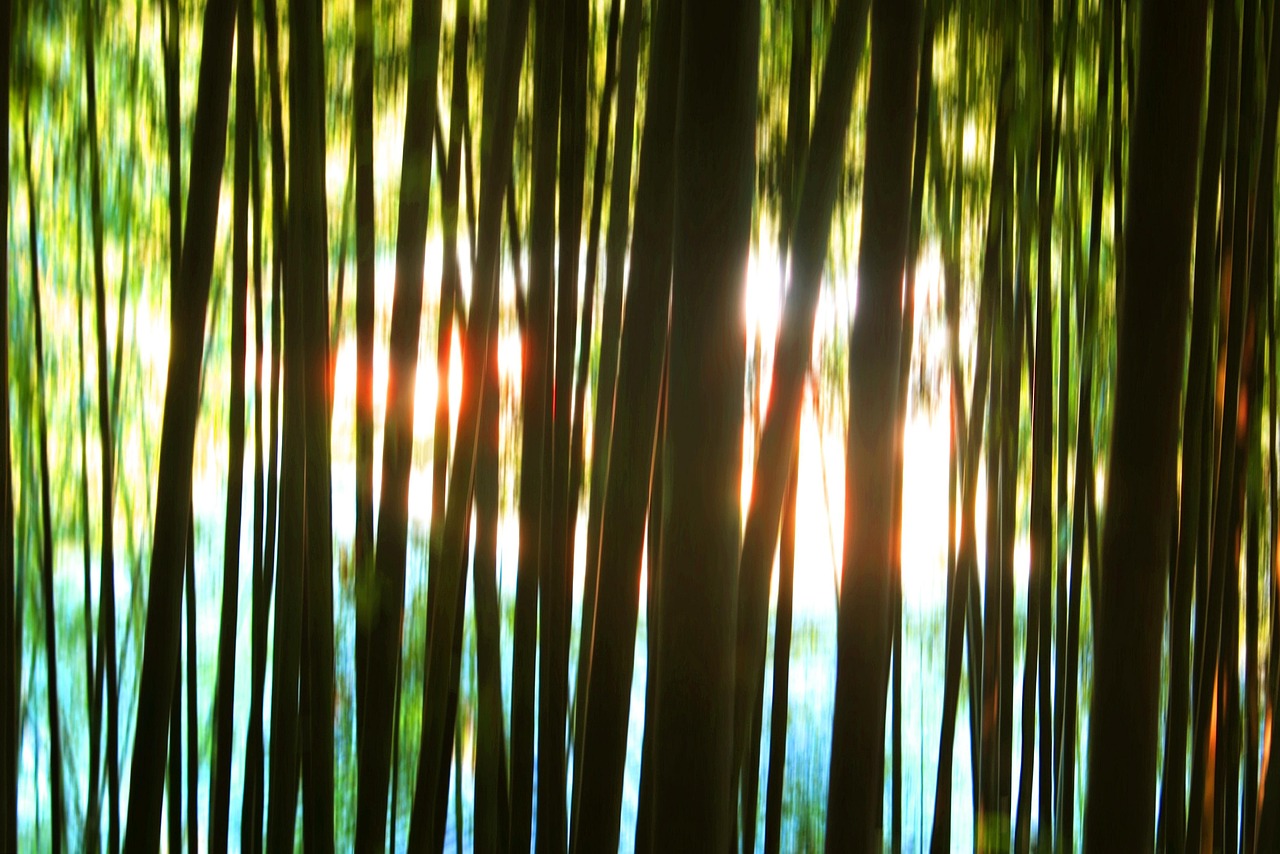 damyang bamboo forest korea selatan di Juknokwon dengan cahaya matahari di antara bambu