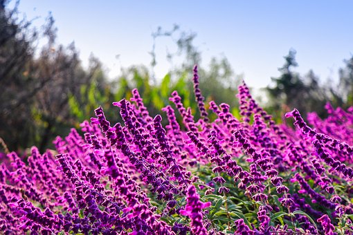 超过0 张关于 Garden Sage 和 花园 的免费图片 Pixabay