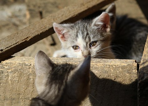 Katten, Lille, Katagtig, Natur, Dyr