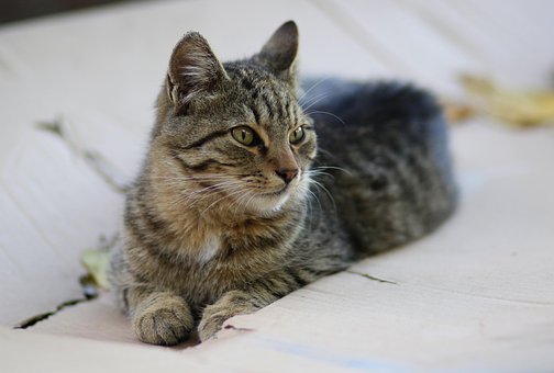 Katten, Katagtig, Animeret, Pattedyr