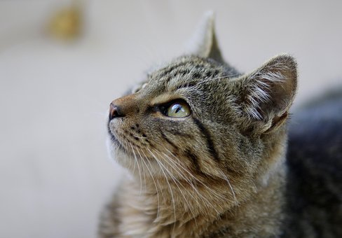 Katten, Katagtig, Animeret, Pattedyr