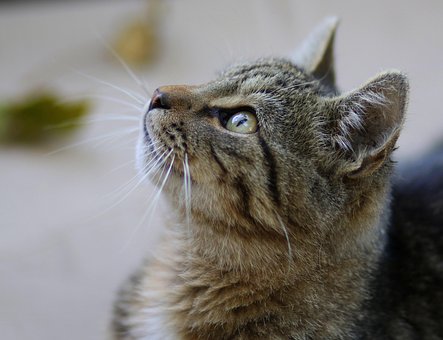 Katten, Katagtig, Animeret, Pattedyr
