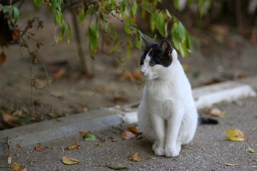 Katten, Katagtig, Animeret, Pattedyr