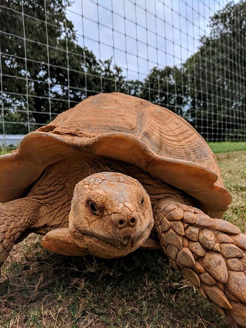 Free Box Turtle 10,000+ Free Box Turtle & Turtle Images - Pixabay