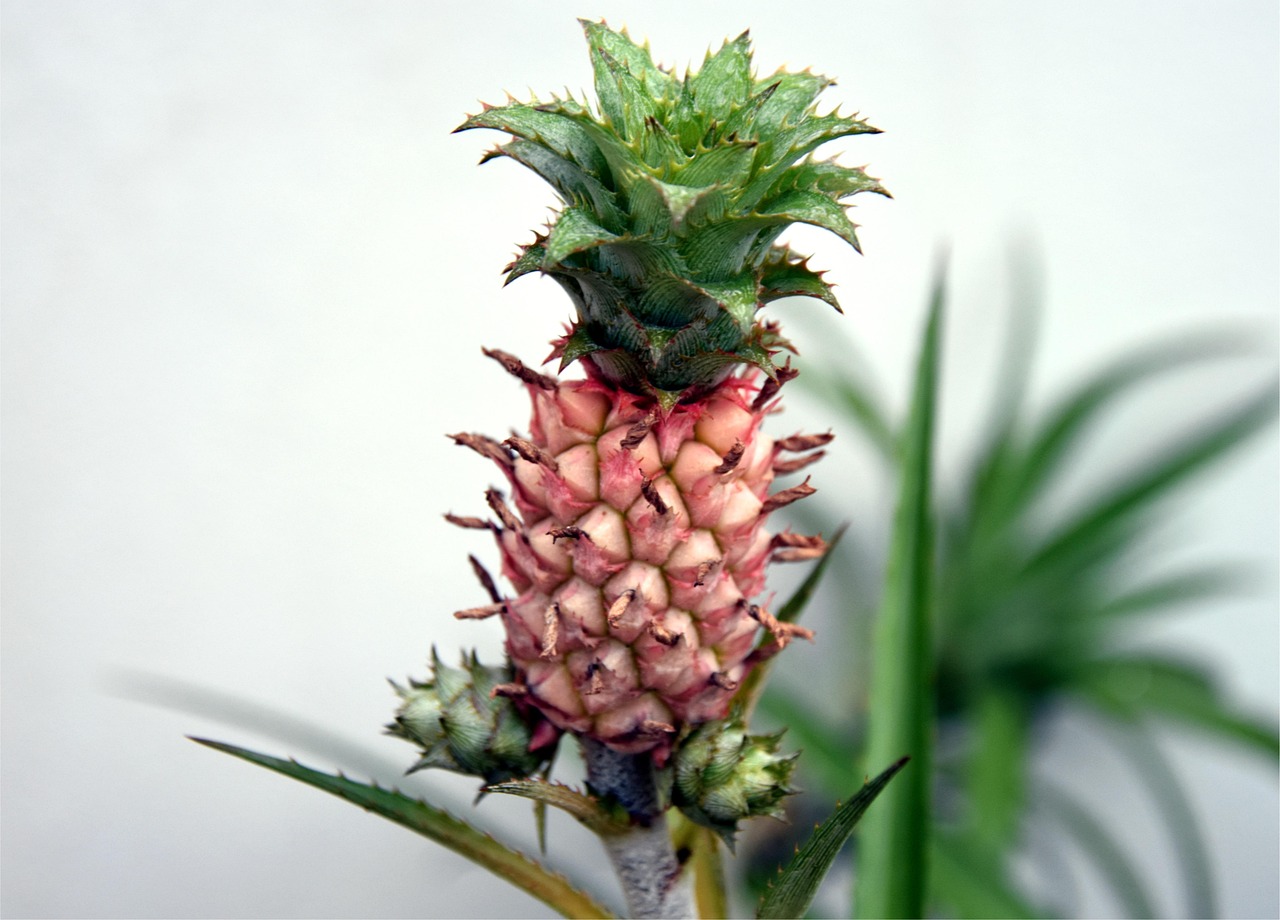 Piña Juicy Orgánica - Foto gratis en Pixabay - Pixabay
