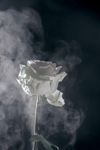 300+ kostenlose Blumen Der Trauer und Trauer-Bilder - Pixabay