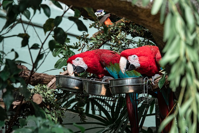 Free Parrot Big Parrot photo and picture