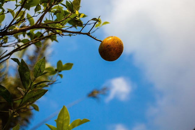 Free Fruit Nature photo and picture