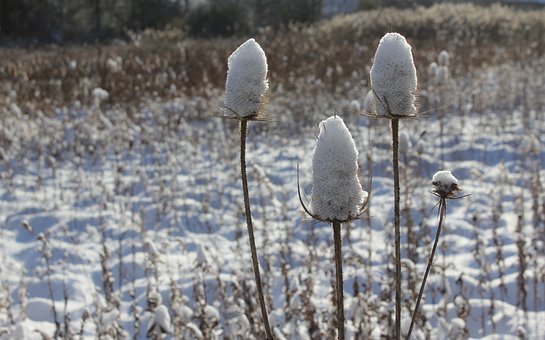 Winter, Schnee, Kalt, Natur, Gefroren