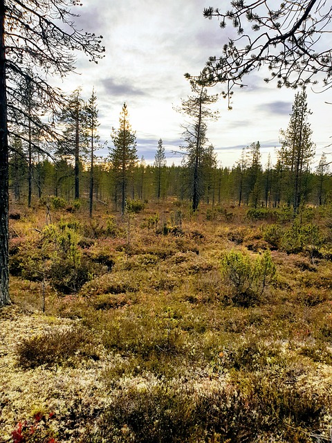 Free Lapland Faq photo and picture