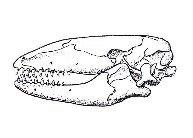 Free animals tyrant dinosaurs dinosaurs illustration