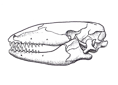 Free Animals Tyrant Dinosaurs illustration and picture