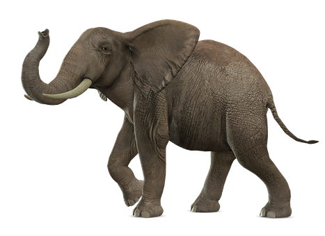 Free Animal Elephants illustration and picture