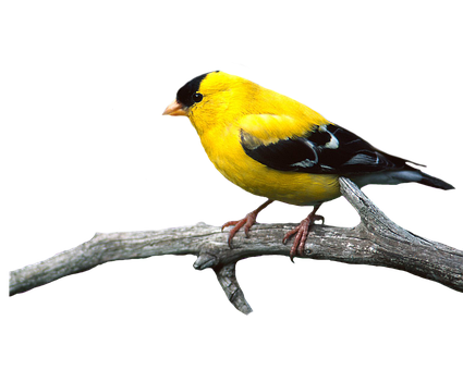 Free Bird Animal illustration and picture