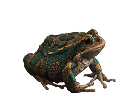 Free Toads Frogs illustration and picture
