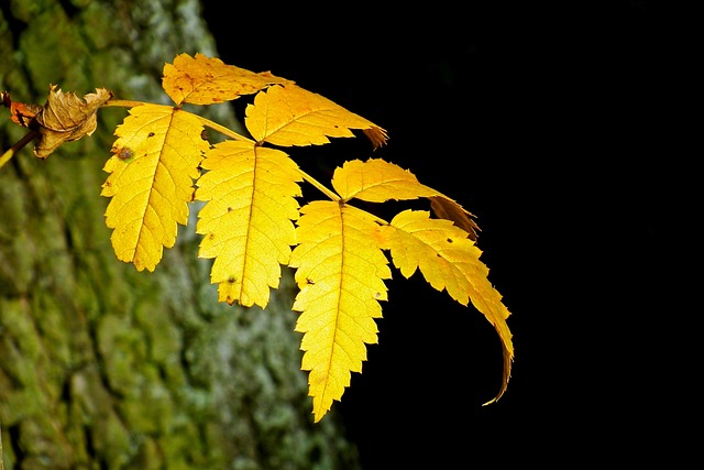 Free Leaf Tree photo and picture