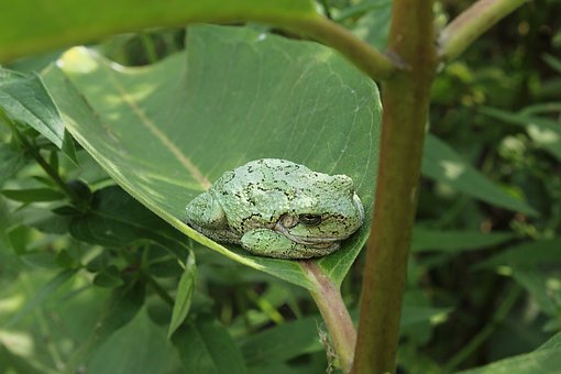 Frosch, Baum, Amphibie, Natur, Bunt