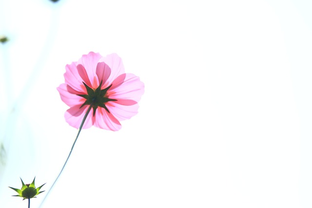 Cosmos, Outono, Flor, Lindo, Fundo Flor