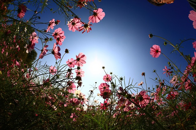 Cosmos, Papel De Parede Grátis