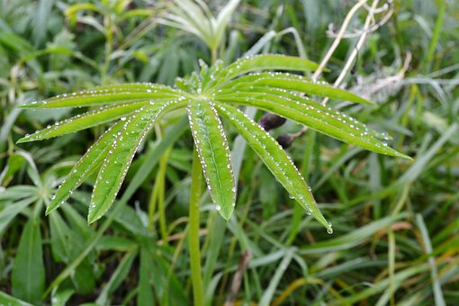 Plante, Grøn, Natur, Struktur, Landskab