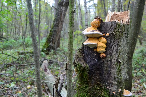 Skov, Champignon, Efterår, Natur, Mos