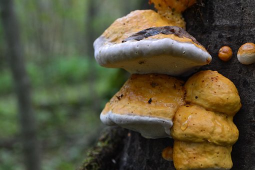 Skov, Svampe, Efterår, Natur, Mos, Rød