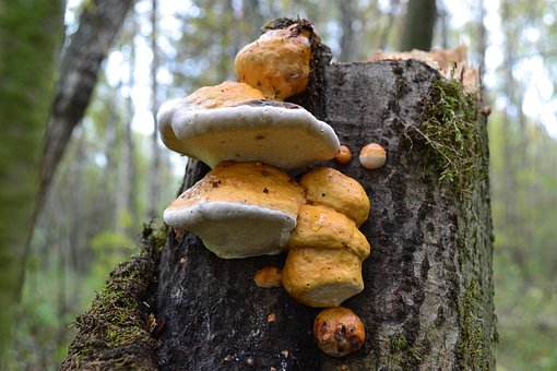 Skov, Svampe, Efterår, Natur, Mos, Rød