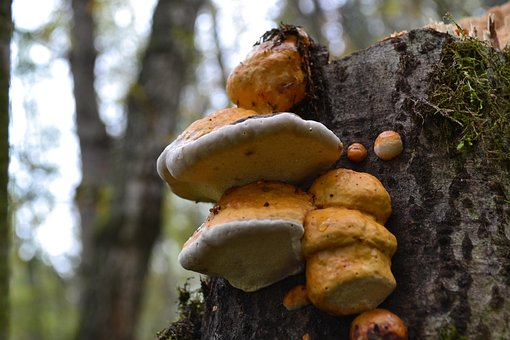 Skov, Svampe, Efterår, Natur, Mos, Rød