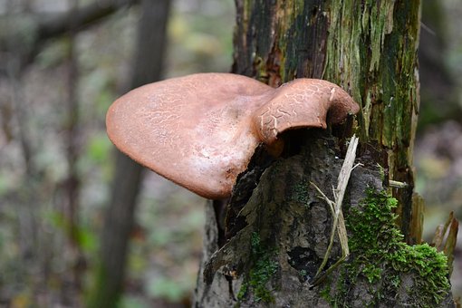 Skov, Svampe, Efterår, Natur, Mos, Rød