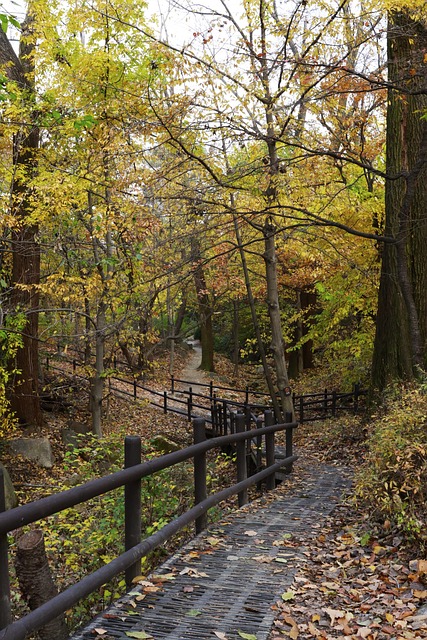 Otoño En Seúl, Otoño, Seúl, Corea, Hojas