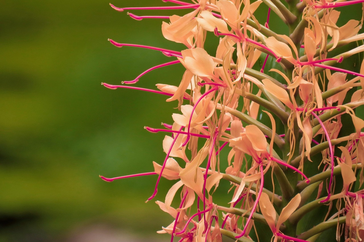 Flowers Stems Pollination Free photo on Pixabay Pixabay