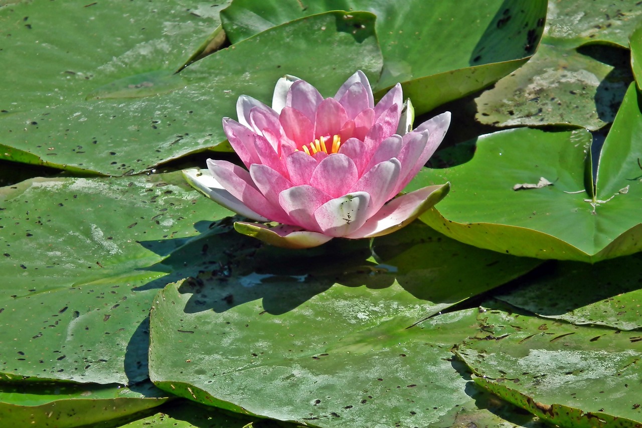 Water Lilies Flowers Joint Free photo on Pixabay Pixabay
